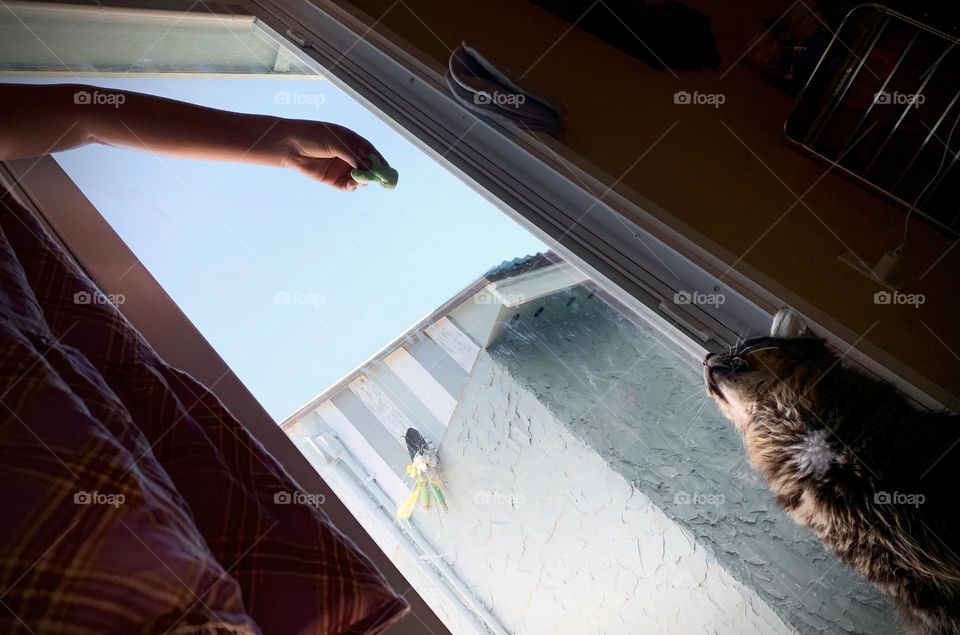 Cat Planning To Catch The Slime From The Child’s Hand Aiming At It Before Jumping In Front Of The Glass Door.