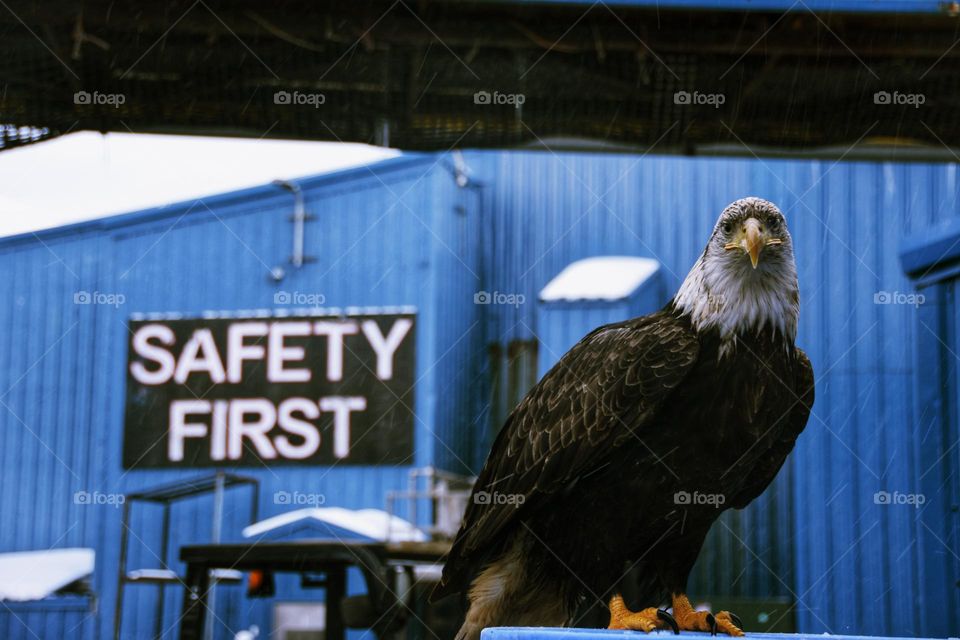 bald eagle on tot