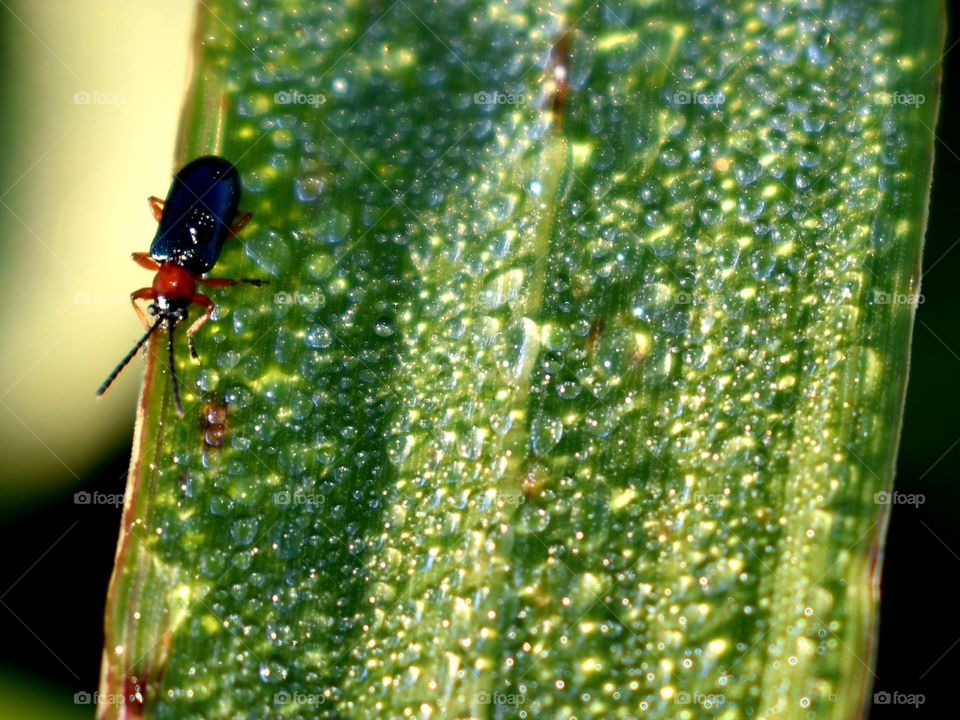 Morning dew on a blade of grass and a insect