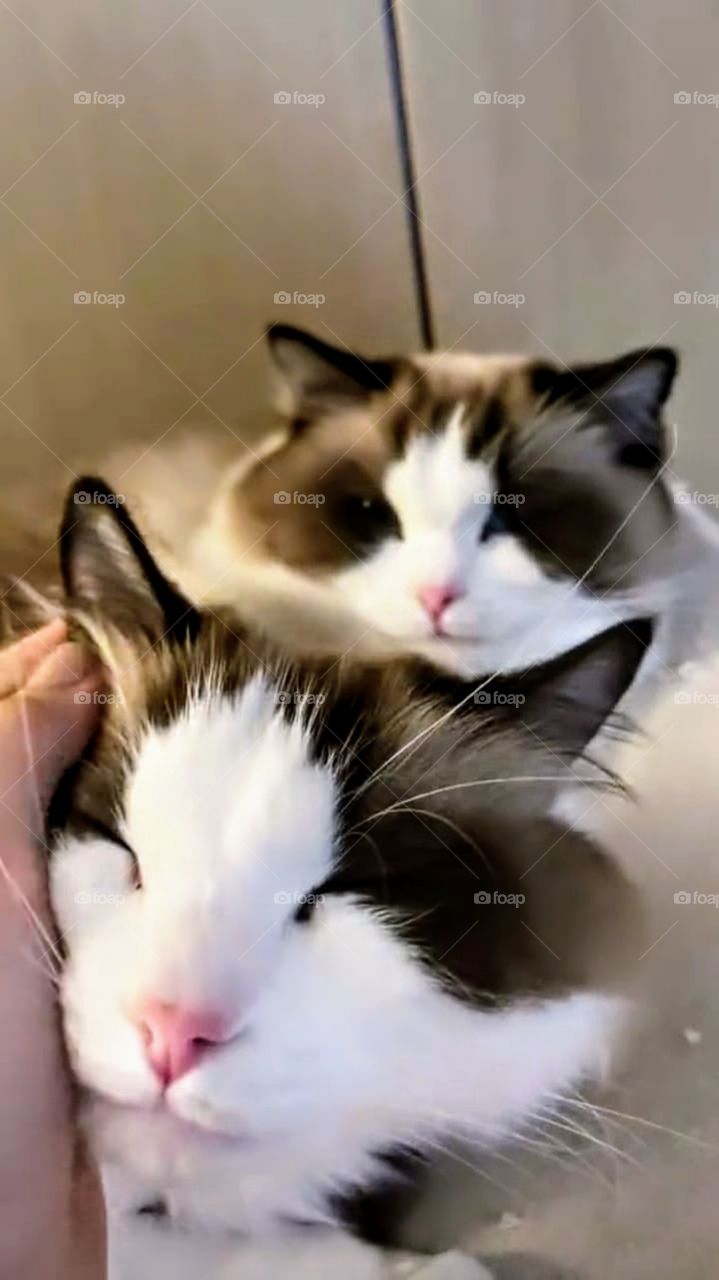 Two kittens are so cute