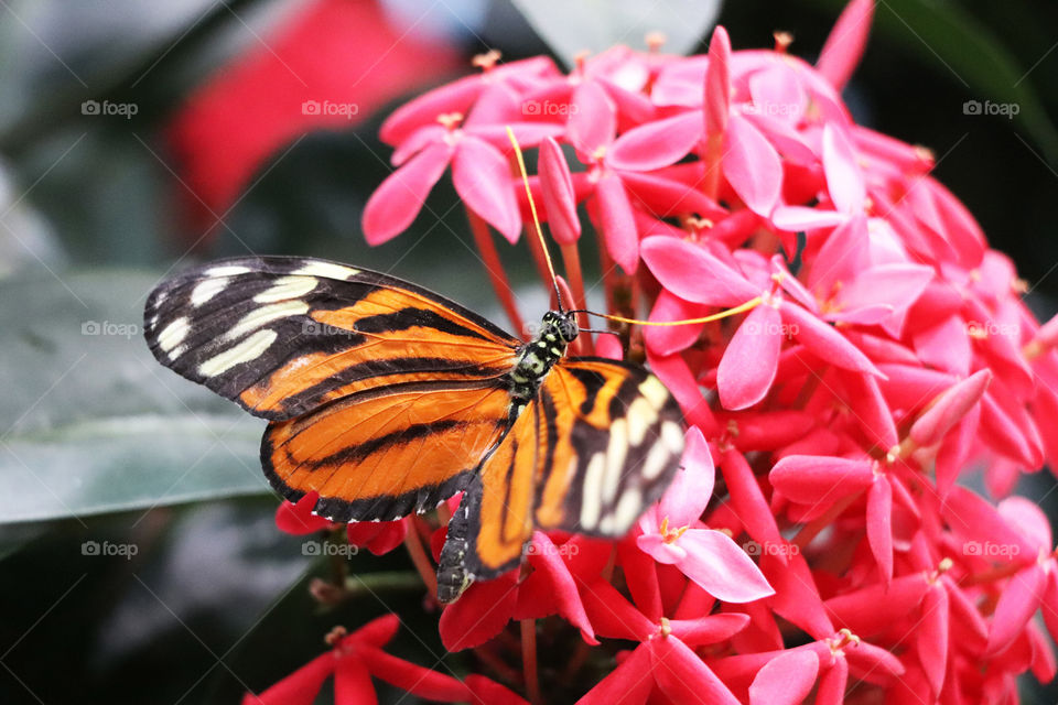 Butterfly on pink flower