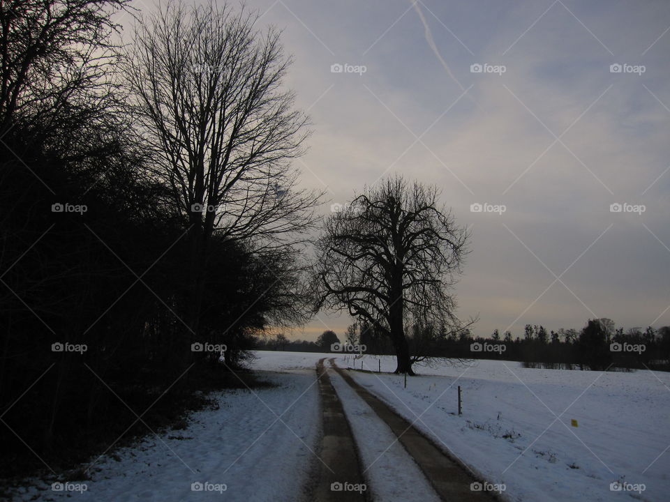 Winter, Snow, Cold, Tree, Landscape