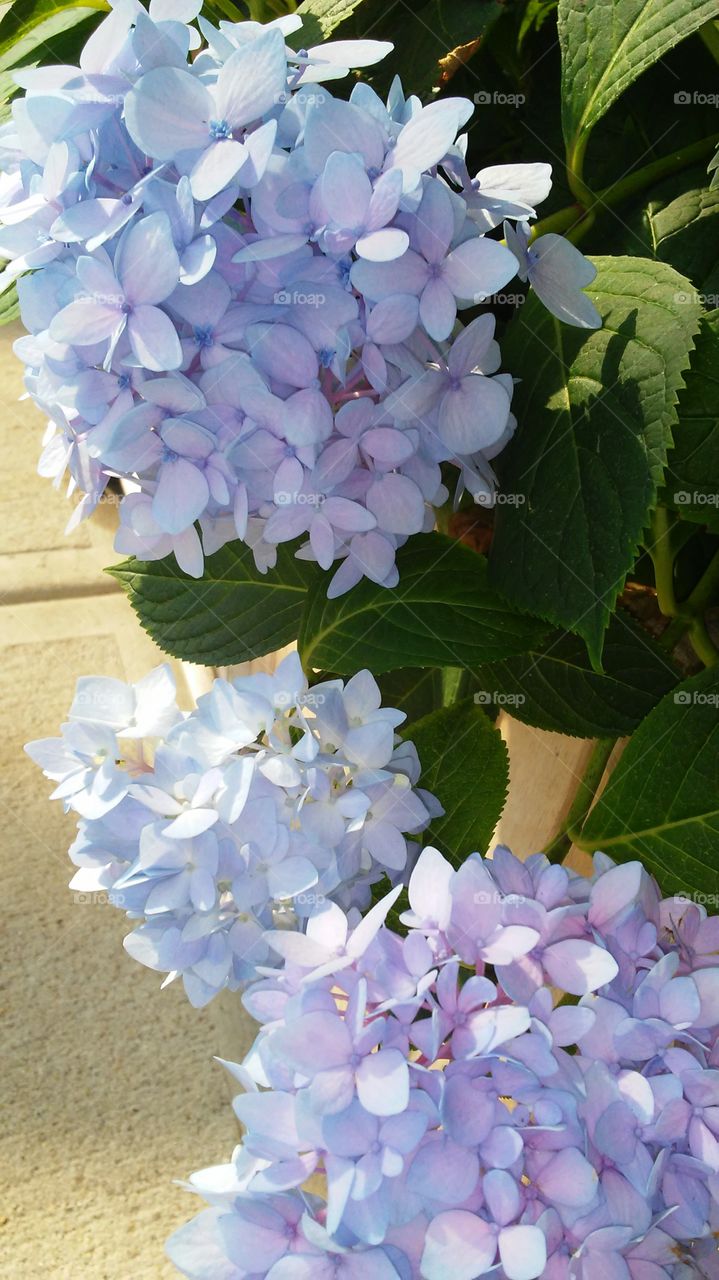Nature, Flower, Flora, Hydrangea, Lavender
