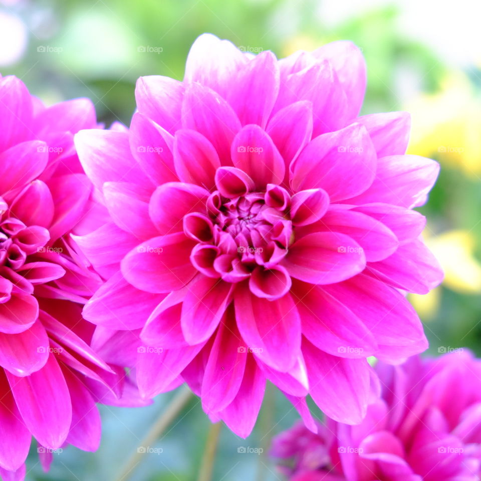 dahlias