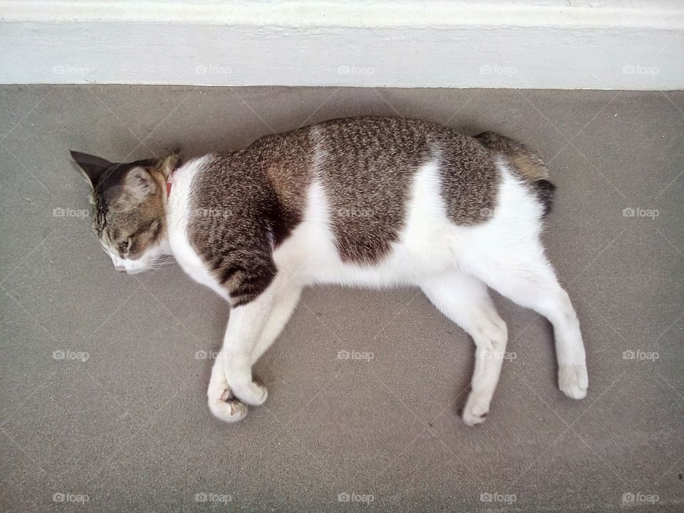 Grey and white cat lying down on its side