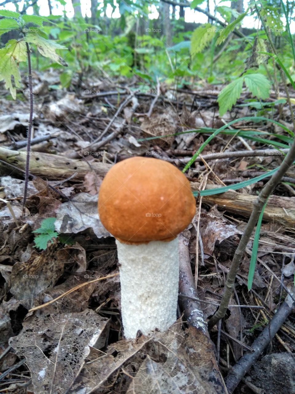 orange cap boletus mushroom growing in the forest