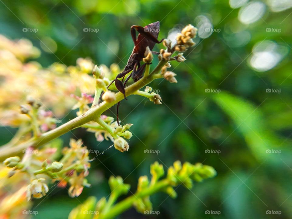 A black insect on a flower