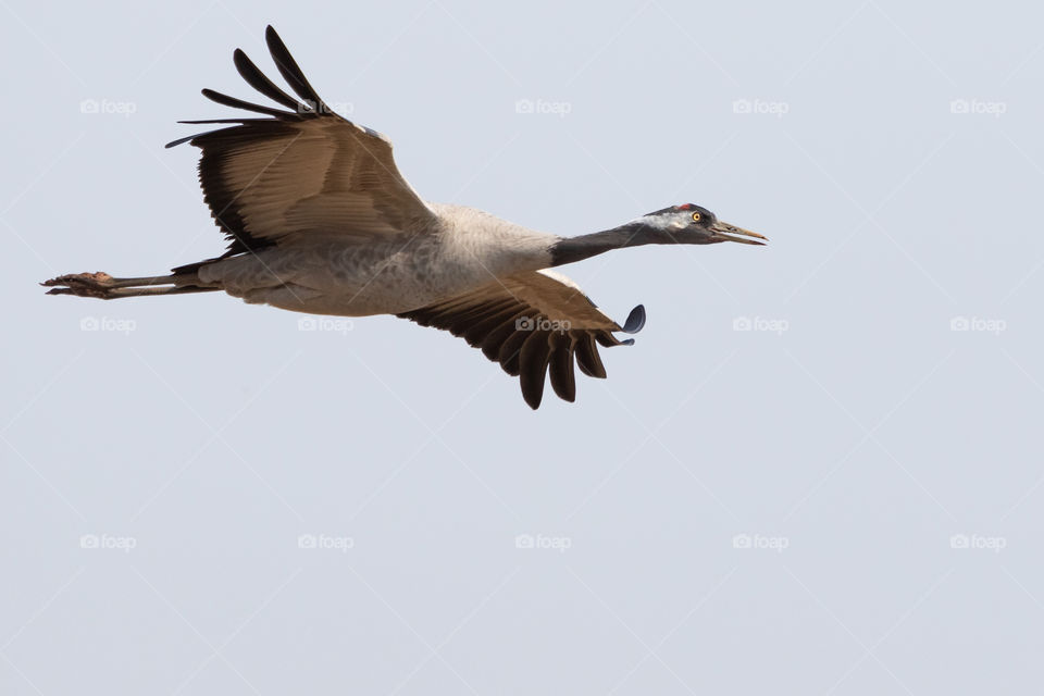 Crane bird in flight , wingspan, flygande trana 