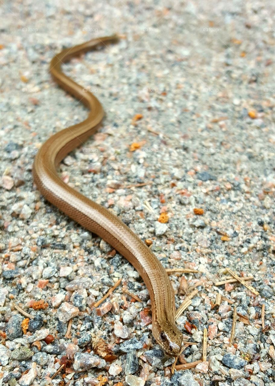 Close-up of snake