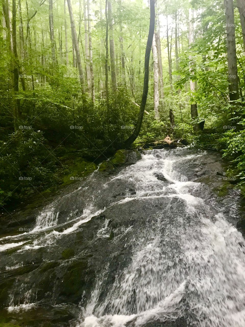 Beautiful Mother Nature blessed the Smokies with luscious vegetation and lively streams.