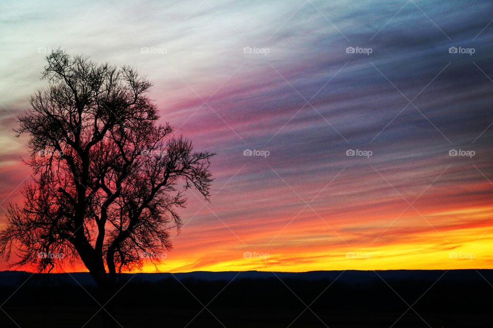 solitary tree at sunset