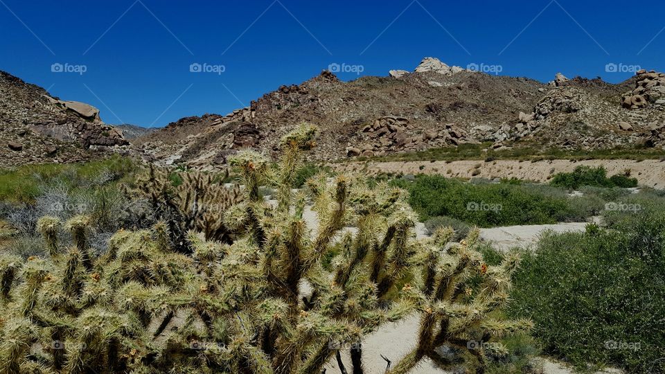 large cholla cacti in foreground of desert