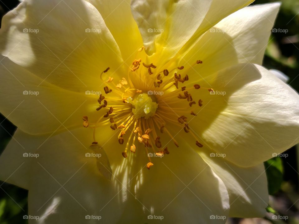 debut of a yellow rose