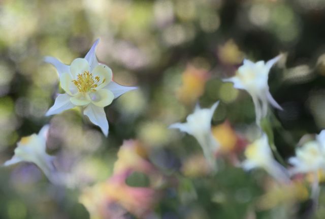 Columbine Garden