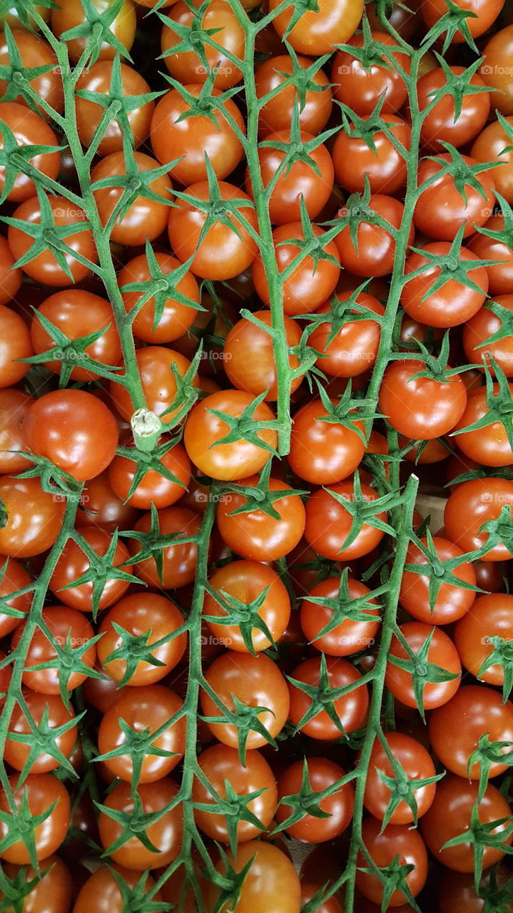 Red cherry tomatoes on the vine