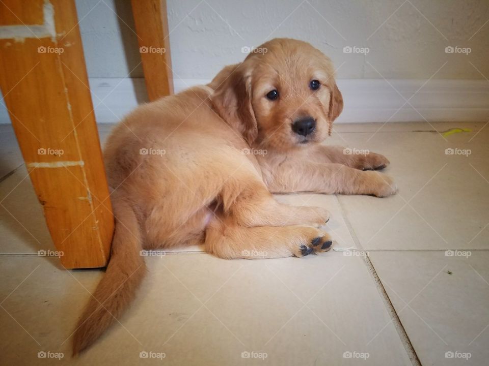 golden retriever puppy