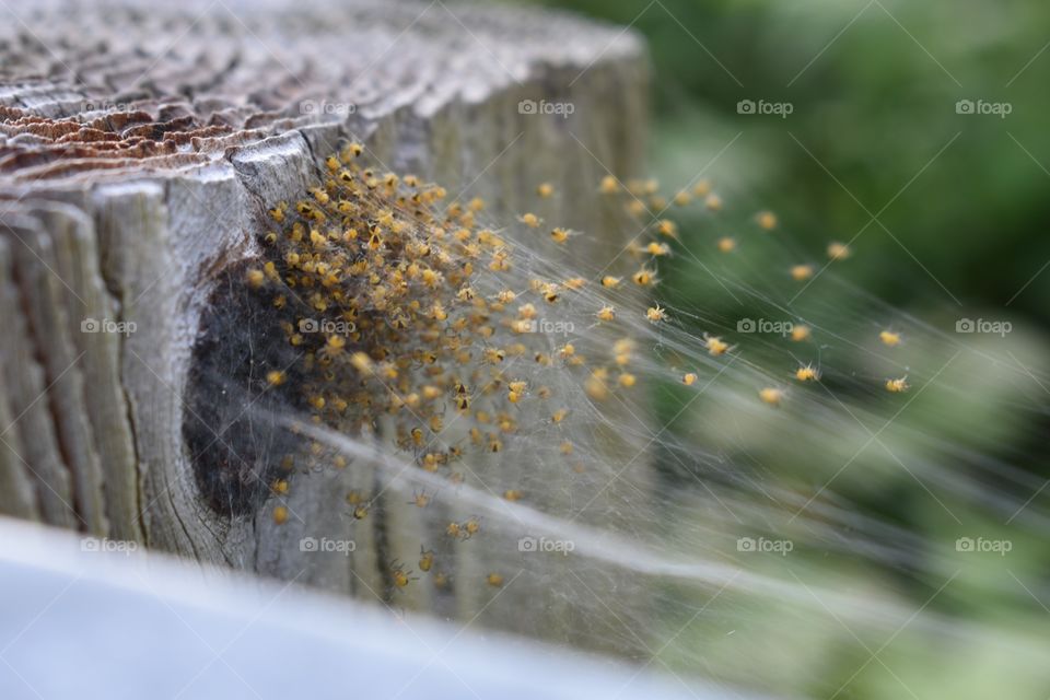 Baby spiders 