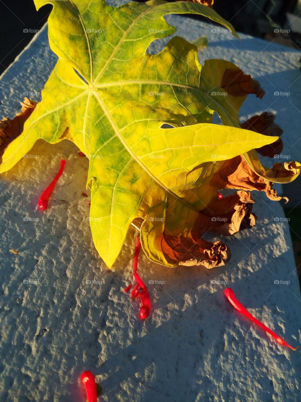 sunset leaf