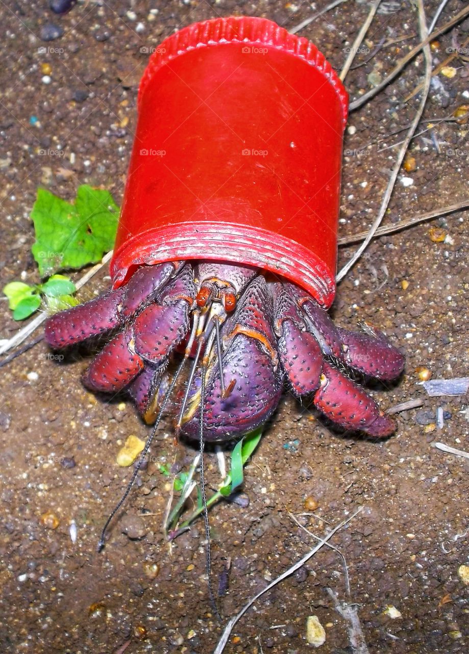 Hermit crab using a plastic bottle for it's shell
