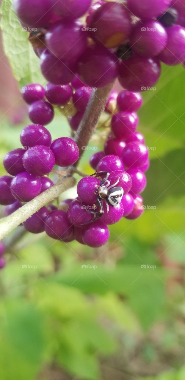 This little white-banded crab spider (Misumenoides formosipes) was hiding among the beautyberries (Callicarpa americana).