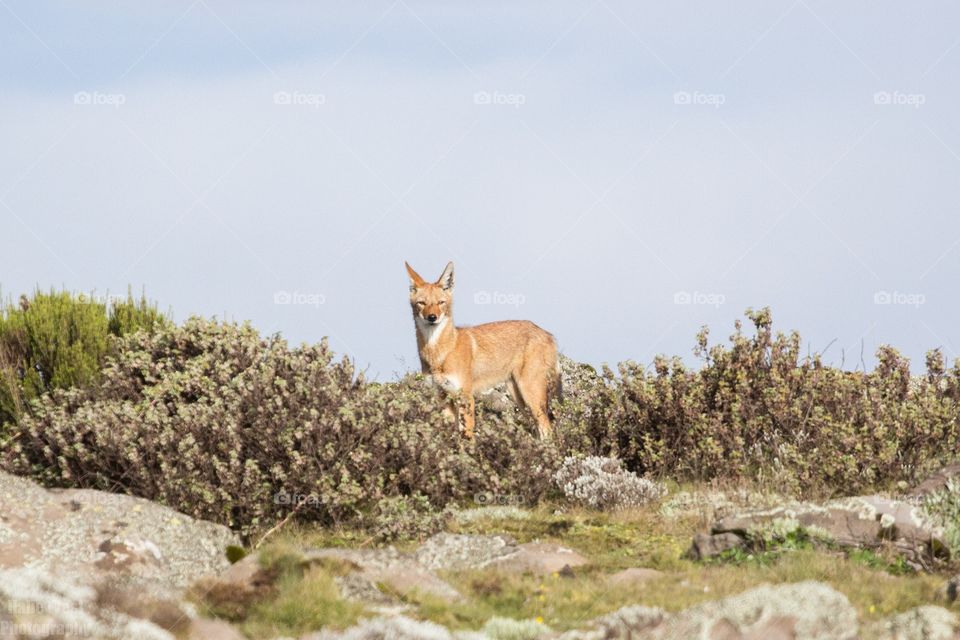 Ethiopian wolf 11