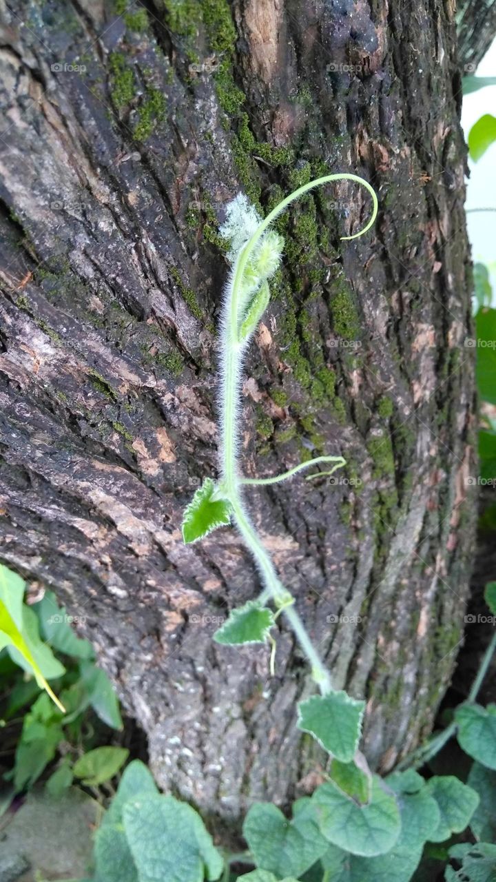 Vine grow on tree