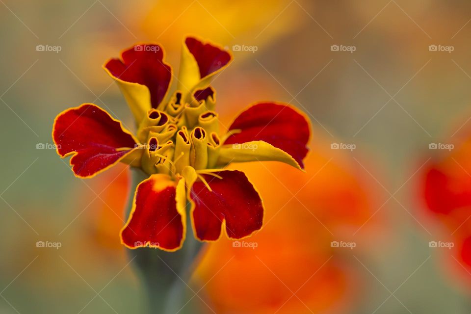 Bright orange flower macro shot