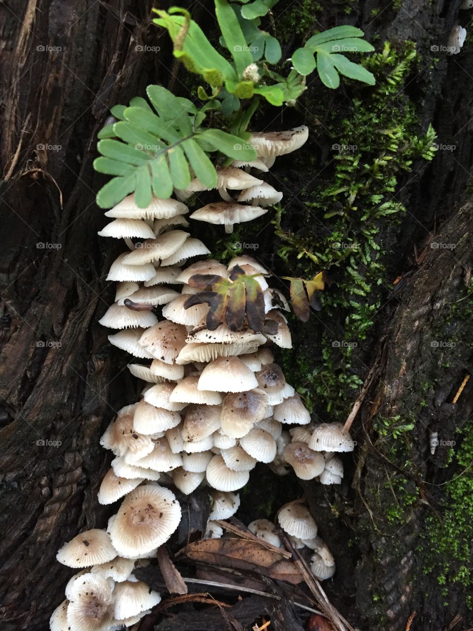 Mushrooms growing on a tree