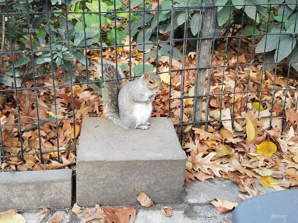 squirrel in Central Park