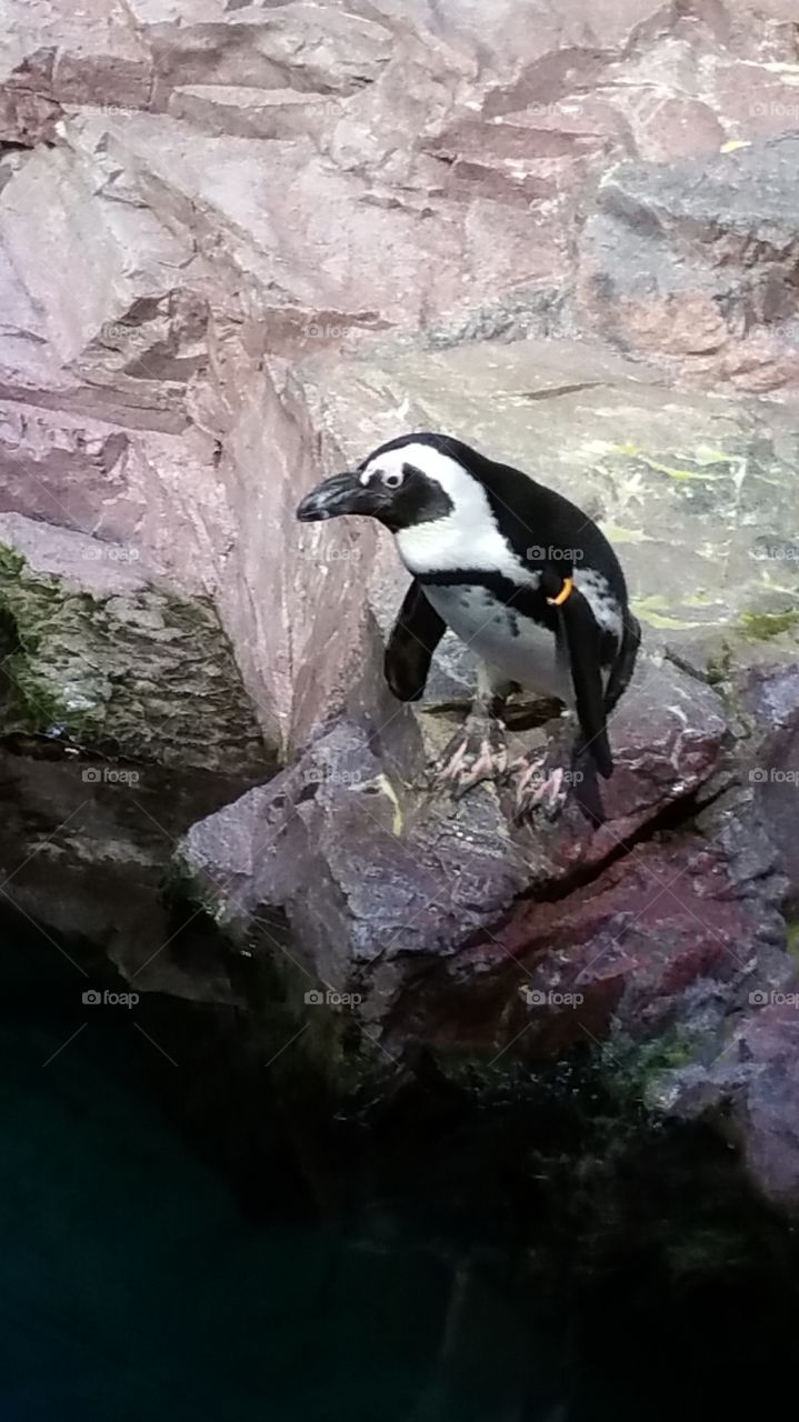 Lone Penguin