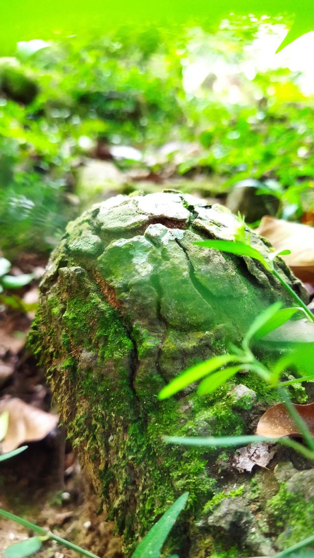 nature