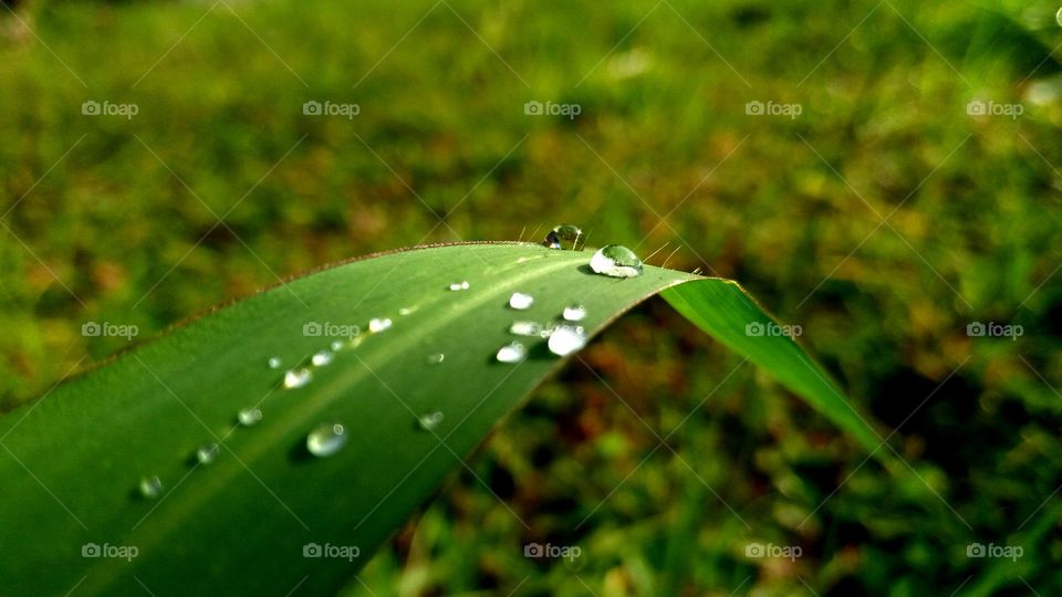 Water drops on plant