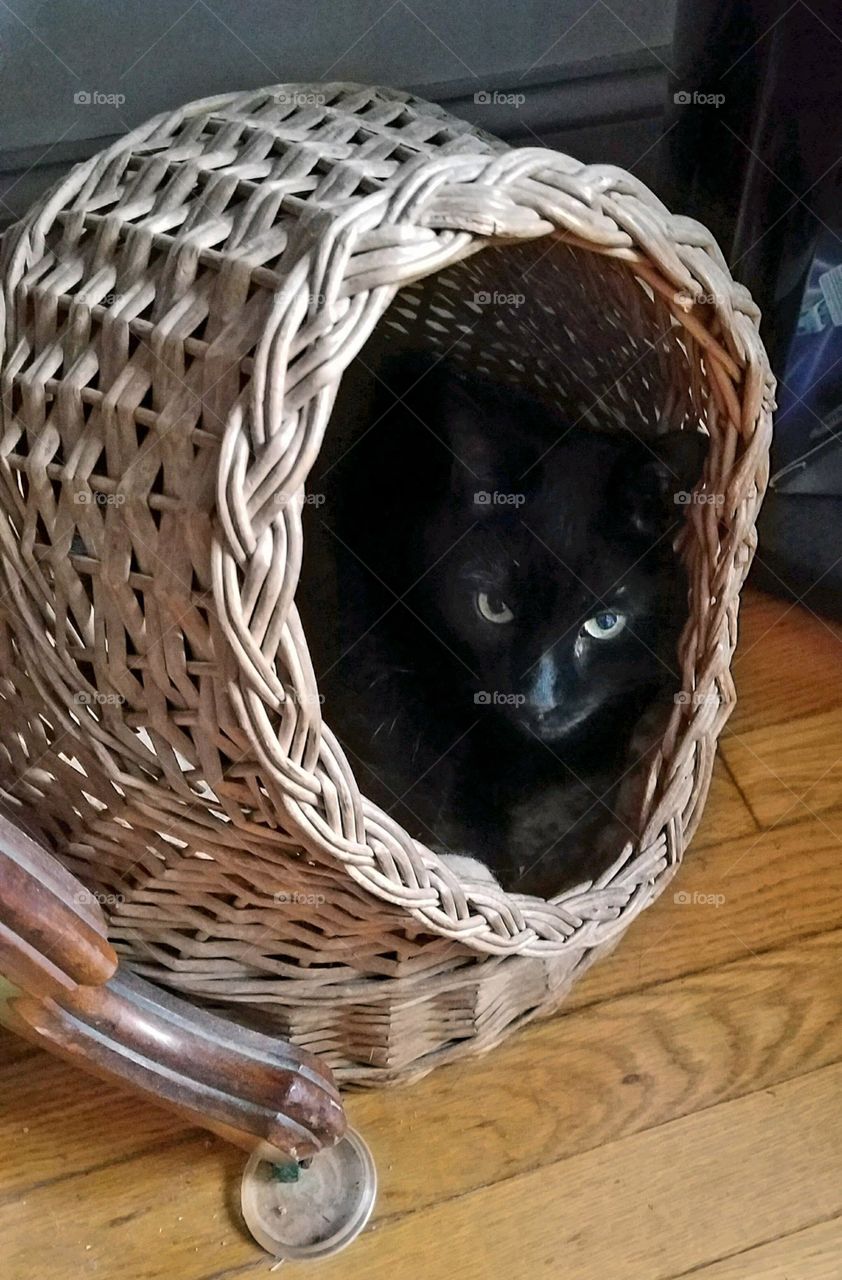 Black Cat looking out from her wicker antique cat bed.