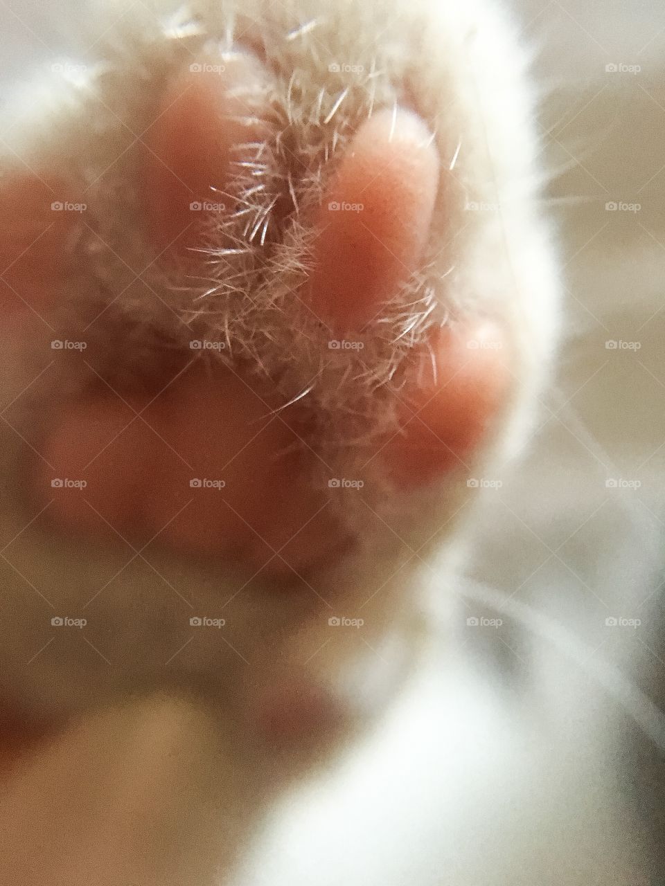 Close up of my puppy's little paw