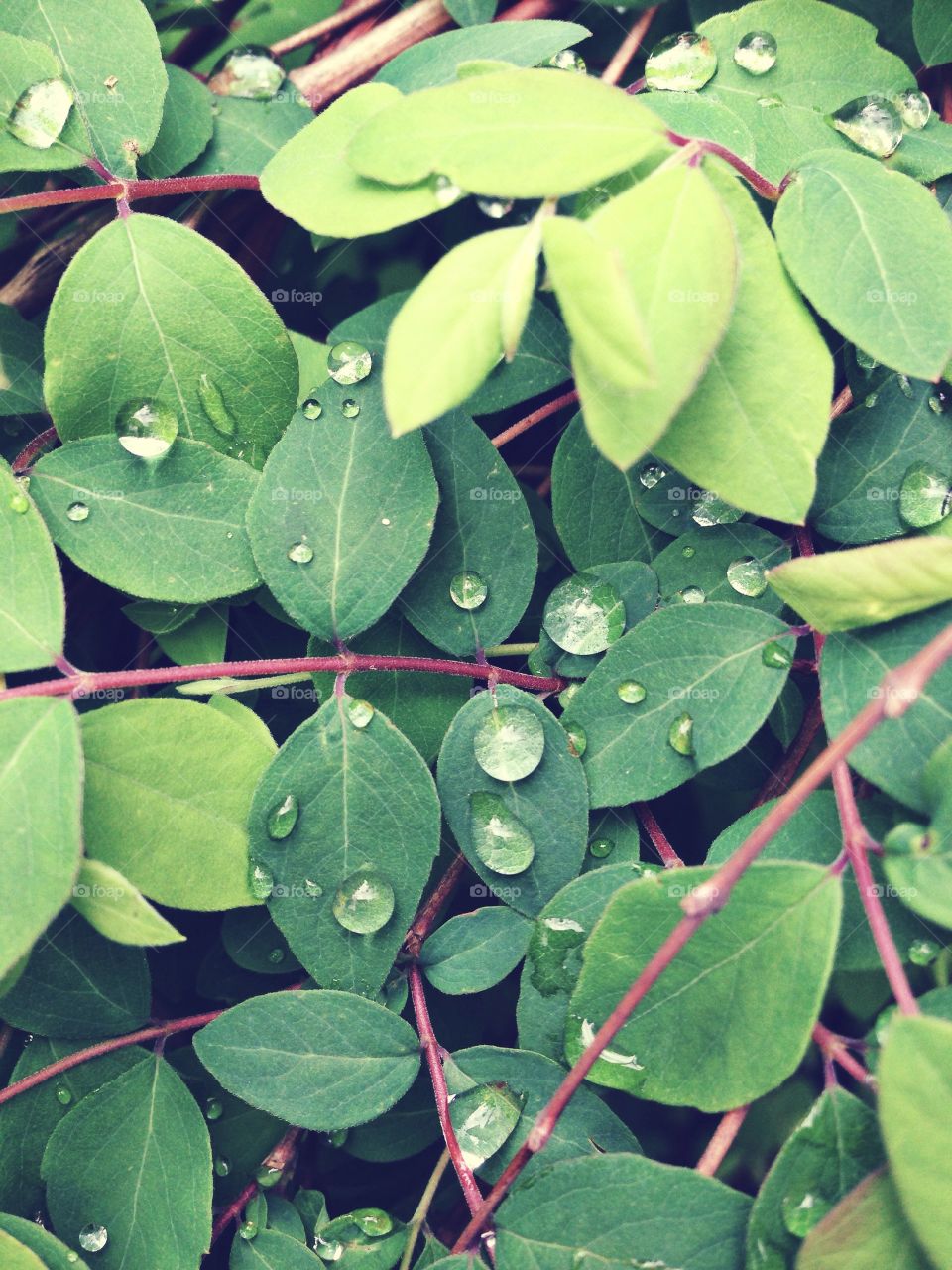 Drops . Wet plants in the garden... 
