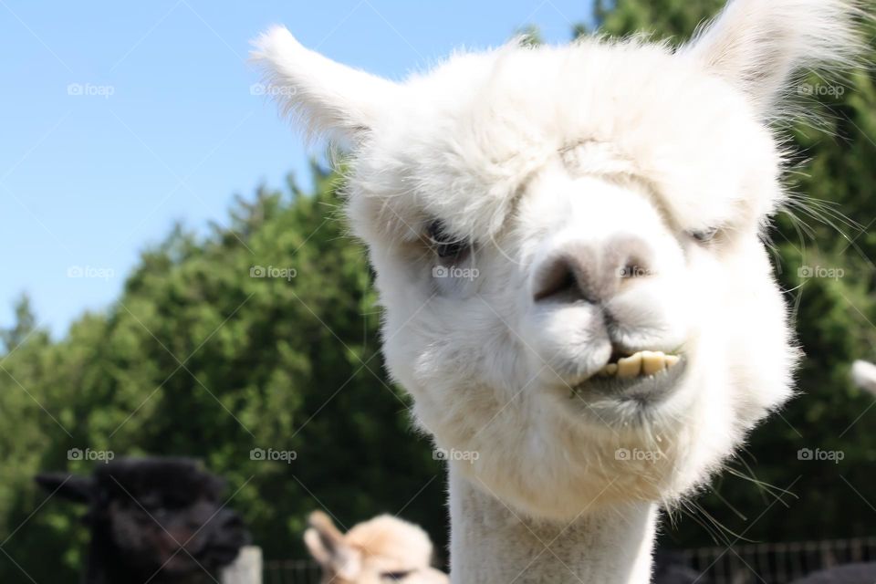 Funny white alpaca