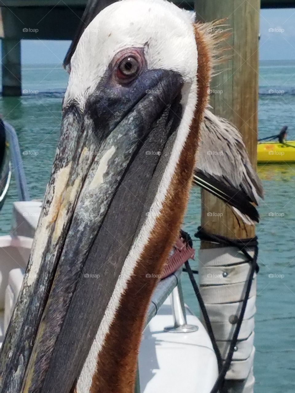 close up of brown pelican