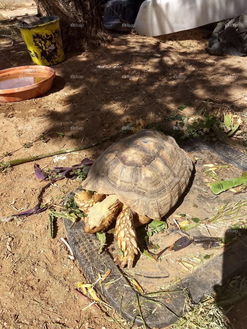 Sulcata tortoise"Tiny Tim" munching away