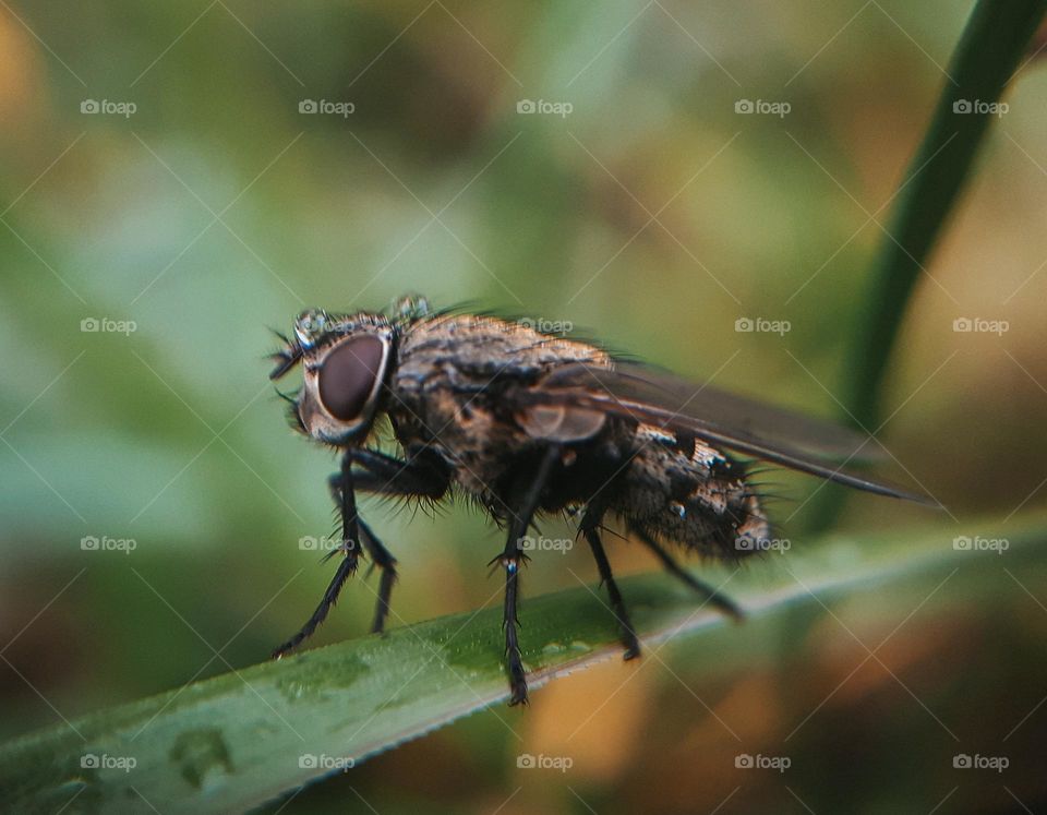 Macro photo of a fly among the grass