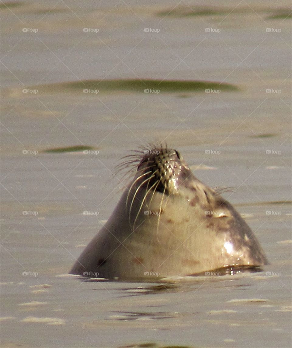 Seal