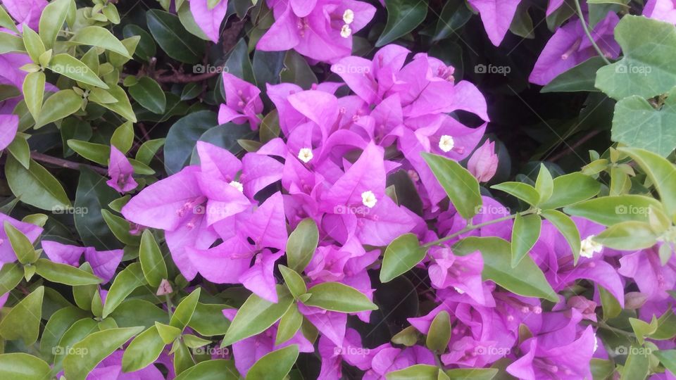 Wonderfull purple flower combination of nature.