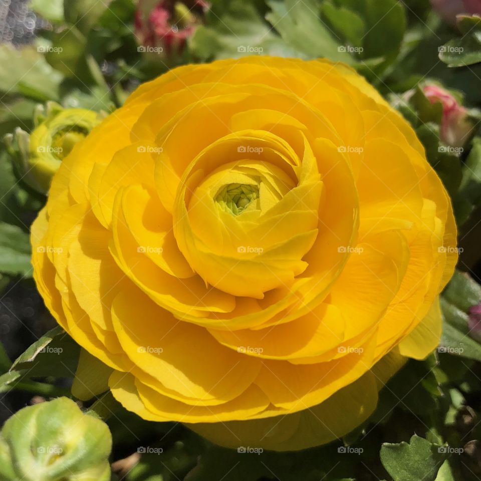 Yellow flower