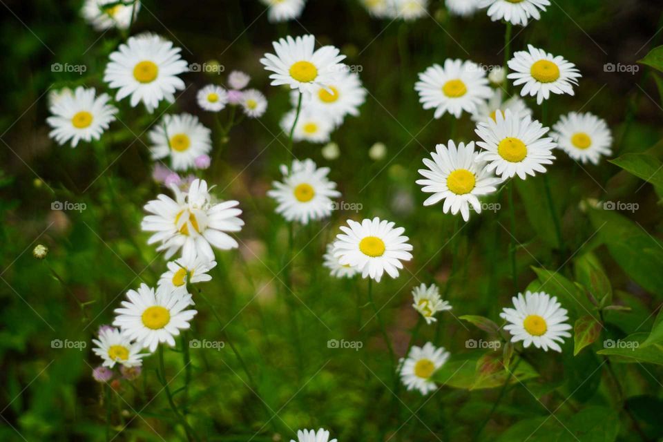 Summer Flowers