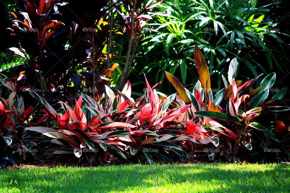 Tropical Garden