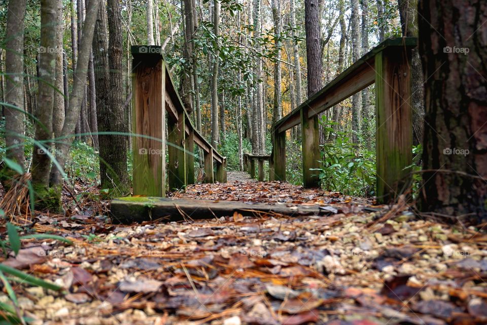 Bridge in the woods. 