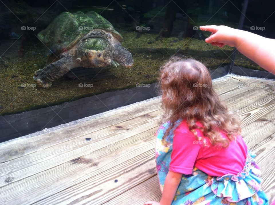 Meeting a giant turtle at the Tennessee Aquarium in Chattanooga 