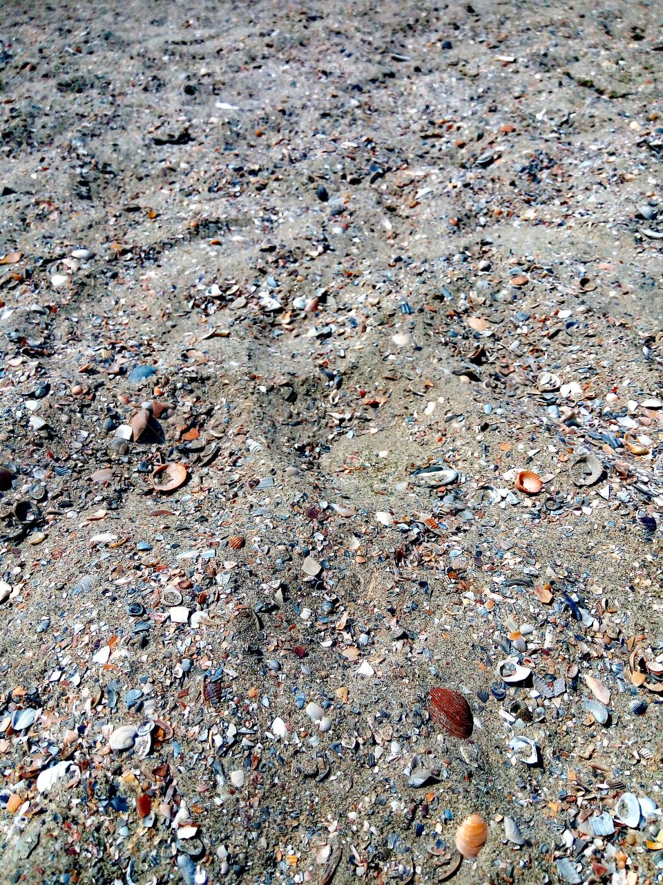sand, shells
