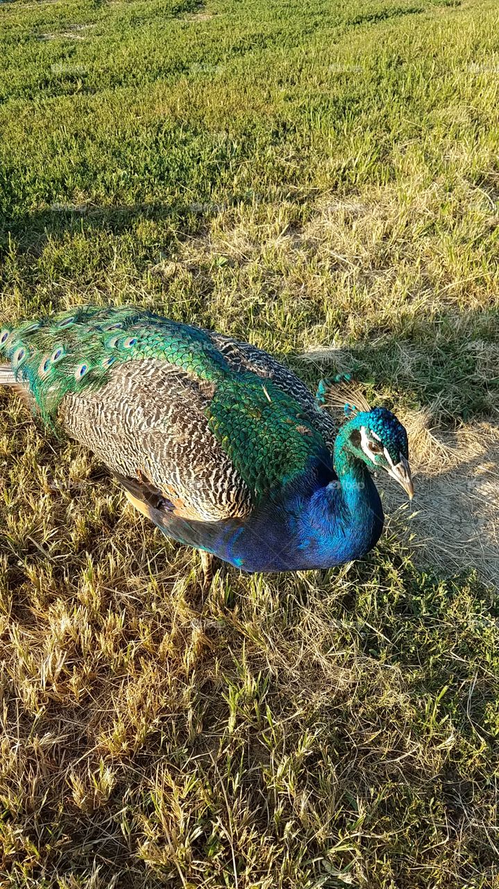 hungry peacock