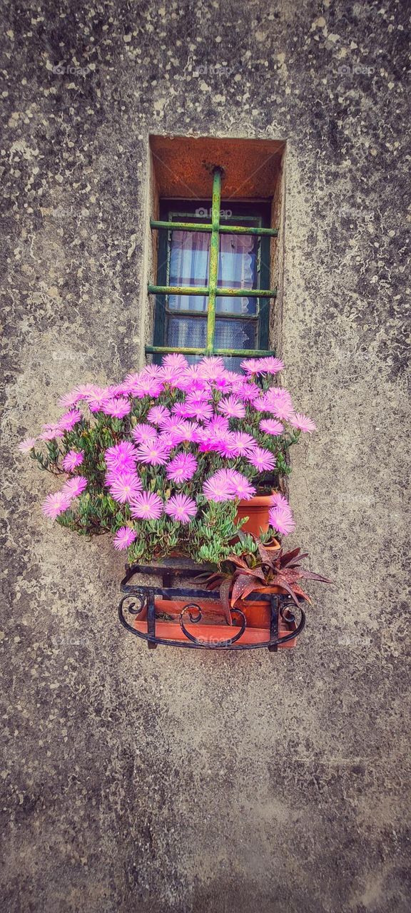 window flowers