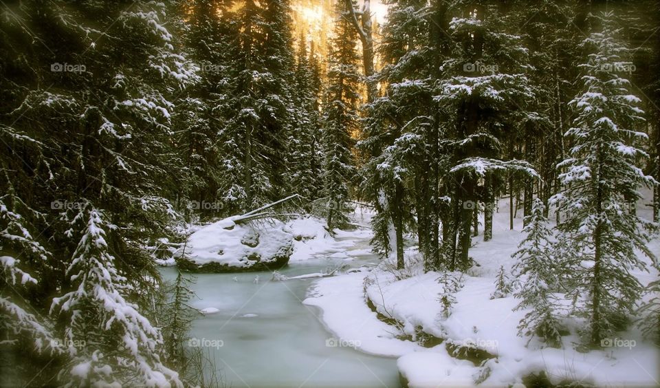 A sunny winter day by a partially frozen river in the back country of Alberta